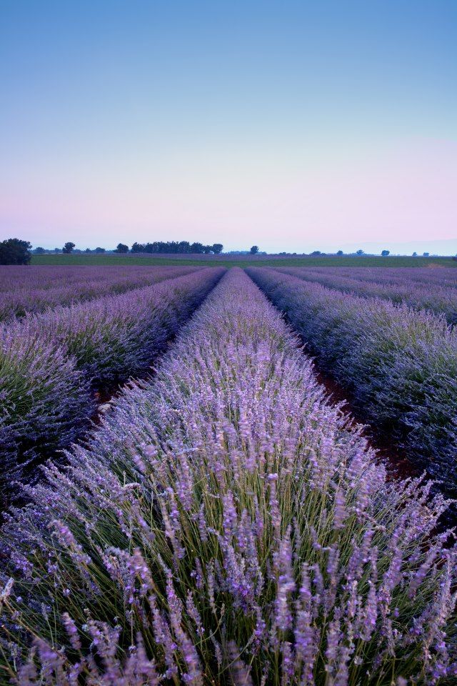 Good Morning from - Fragrant Isle Lavender Farm and Shop